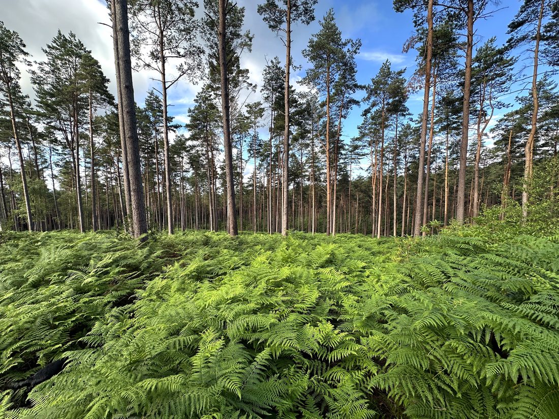 Private woodland and ferns