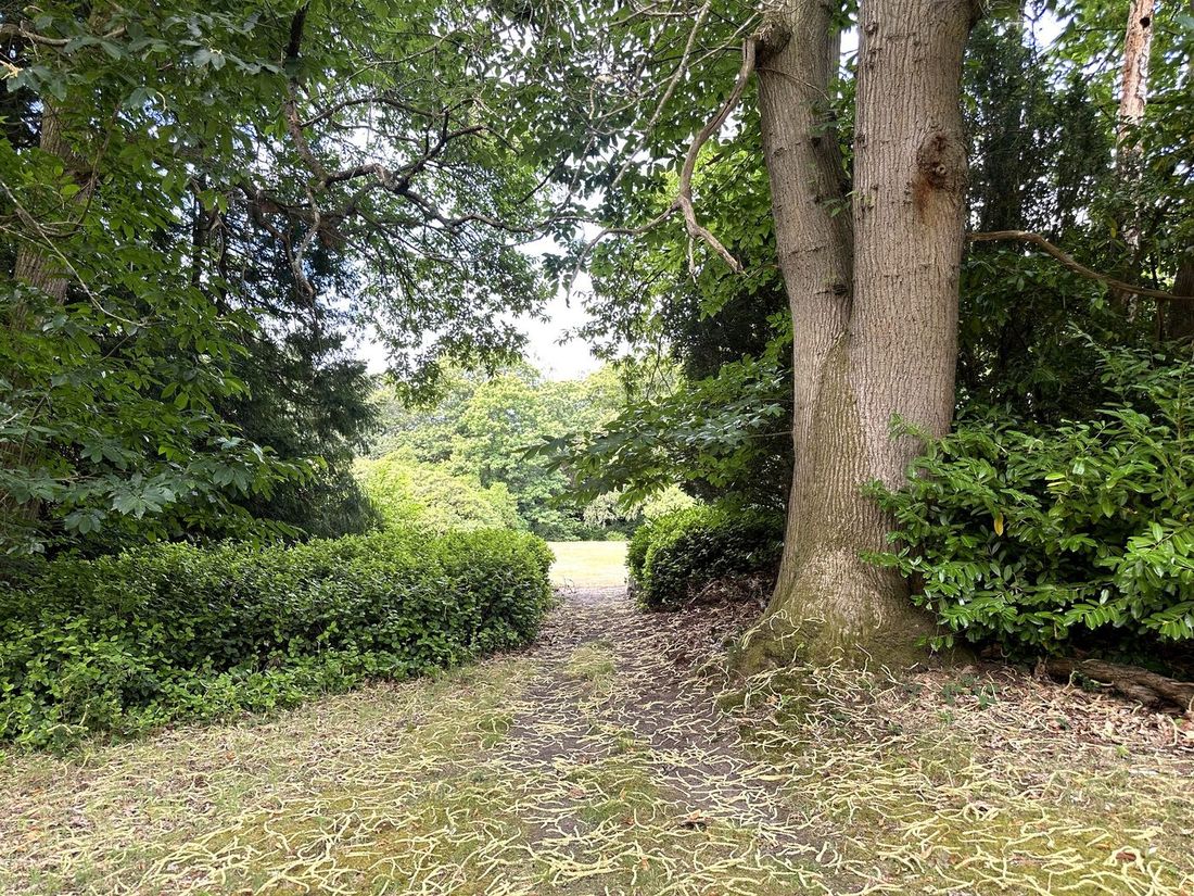 Woodland