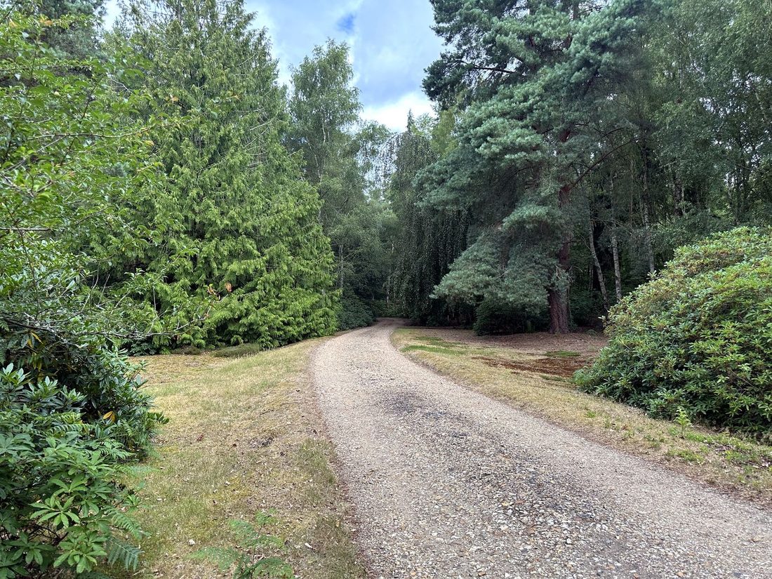 The drive through the woodland