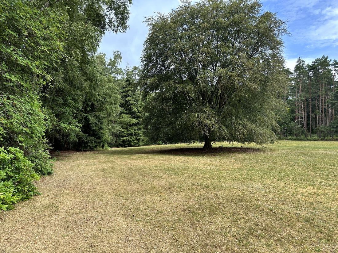 Parkland with mature trees