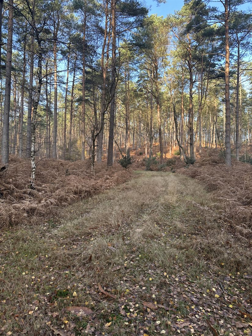 Sunlit pine woodland with bracken