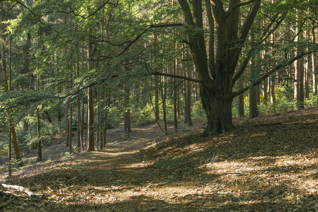 Private woodland