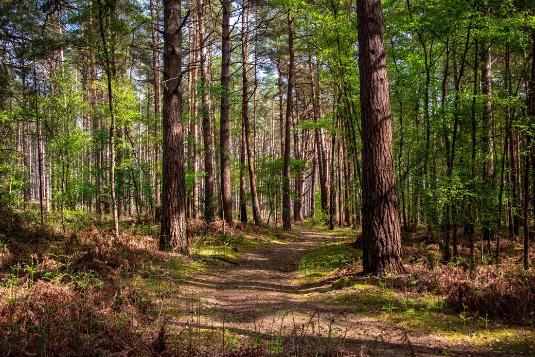 Woodland path